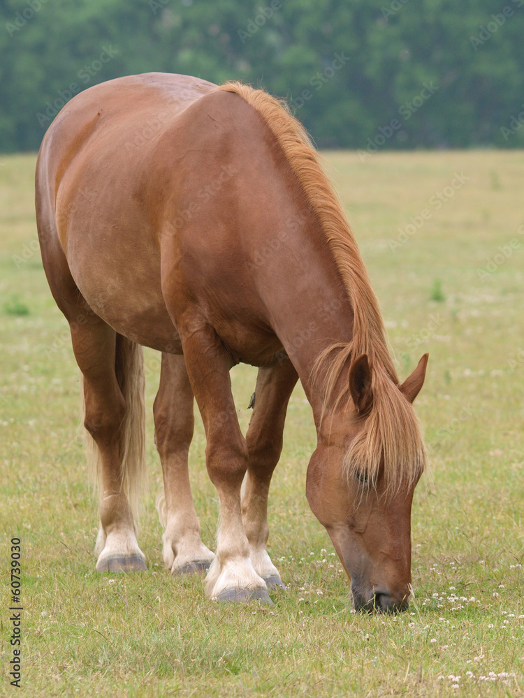Fototapeta premium Grazing Horse