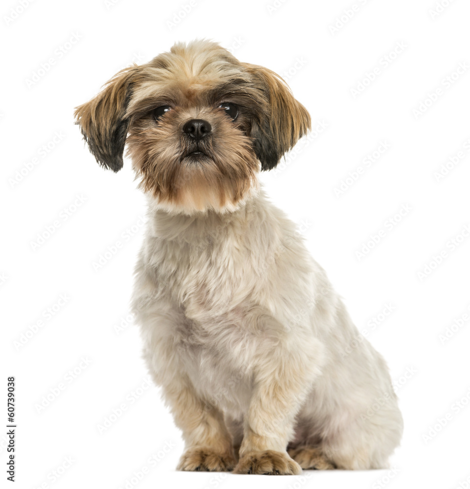 Shih tzu sitting, looking at the camera, isolated on white