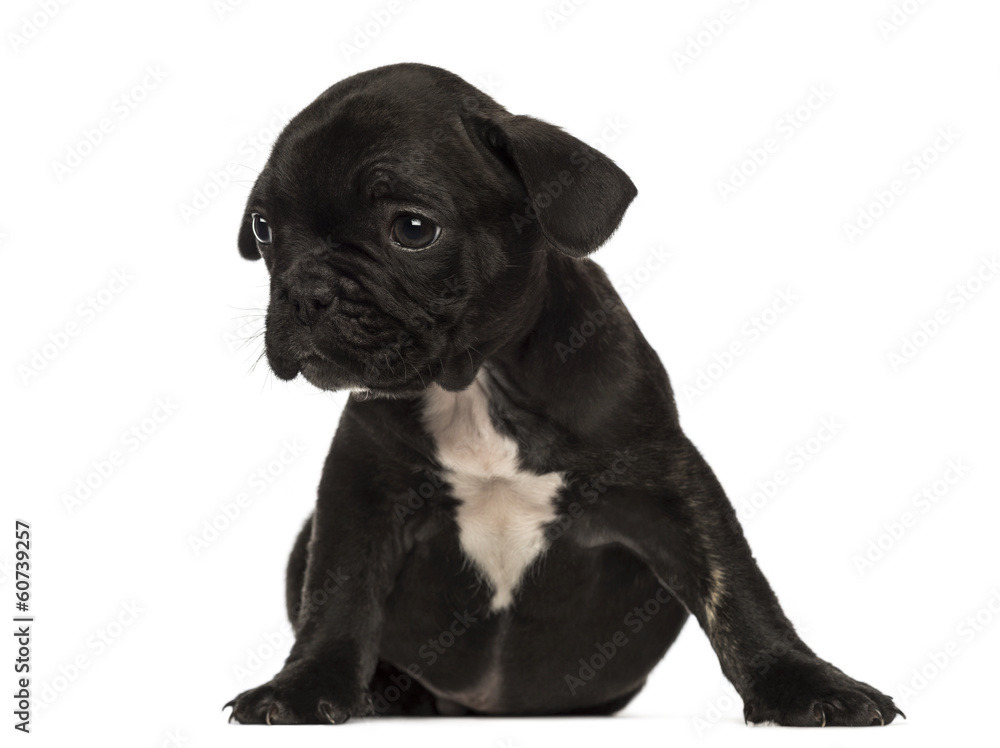 French bulldog puppy sitting, looking away, isolated on white French bulldog puppy sitting, looking away, isolated on white
