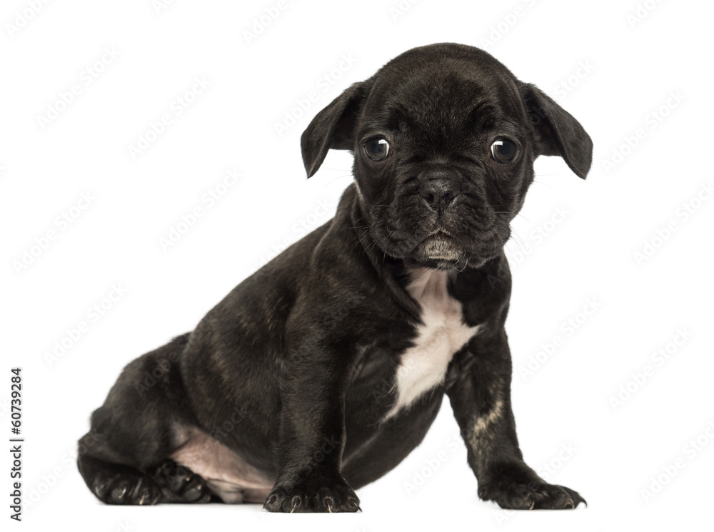 Obraz premium French bulldog puppy sitting, looking at the camera, isolated