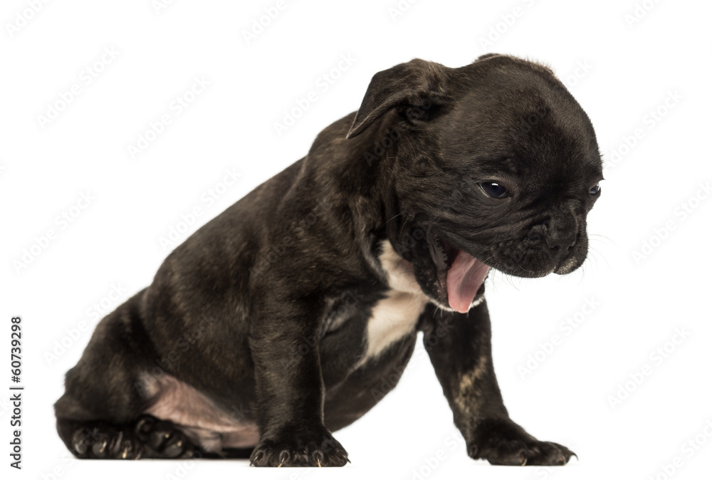 French bulldog puppy sitting, yawning, isolated on white