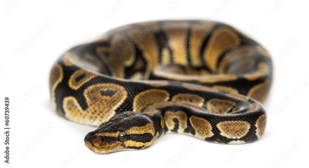 Royal python, Python regius, isolated on white Royal python, Python regius, isolated on white