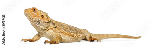 Bearded Dragon, Pogona vitticeps, isolated on white
