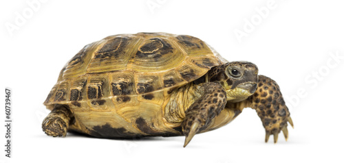 Horsfield's tortoise, Testudo horsfieldii, isolated on white