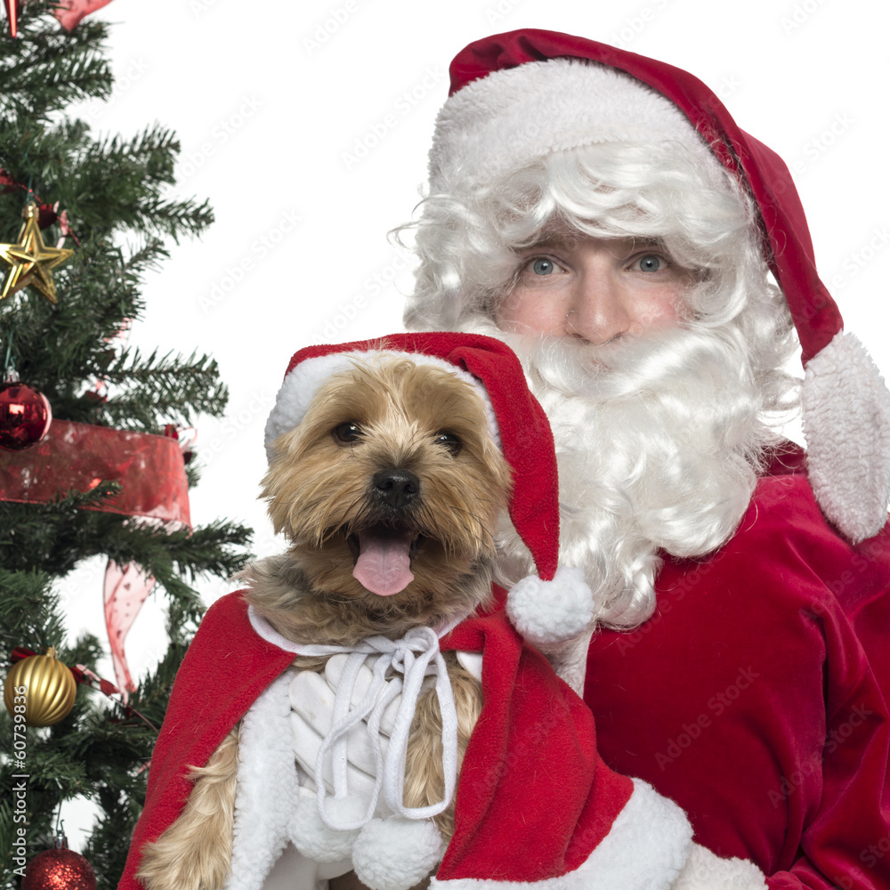 Close-up of Santa Claus holding a lapdog, isolated on white Close-up of Santa Claus holding a lapdog, isolated on white