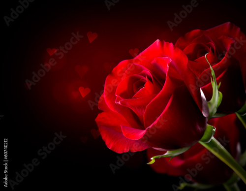 Red Rose Flower isolated on Black. St. Valentine s Day