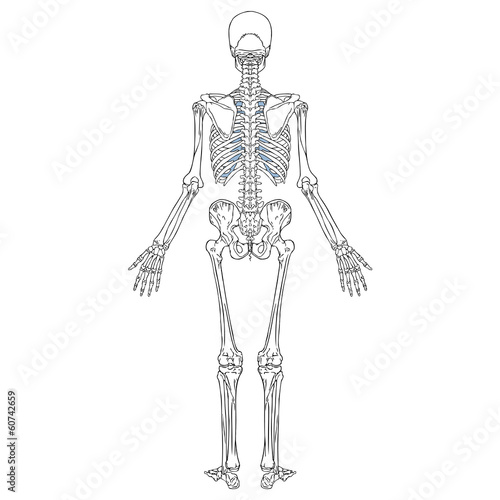 Human Skeleton Back