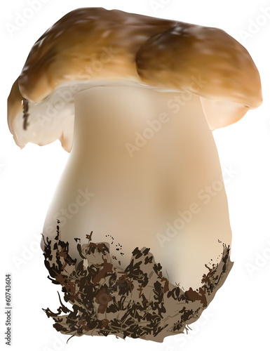 single cep mushroom illustration isolated on white