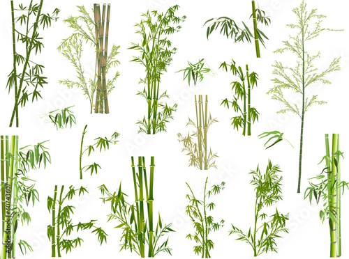 isolated large set of green bamboo branches