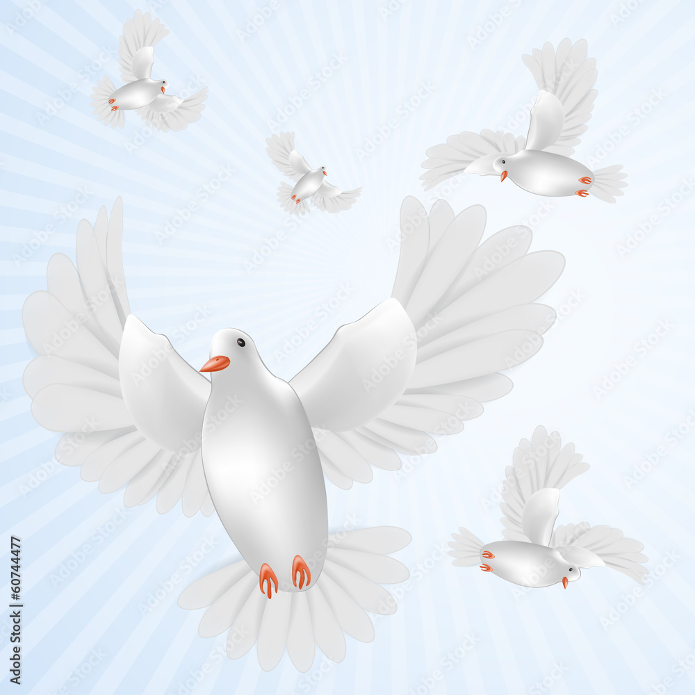 White pigeons isolated White pigeons isolated