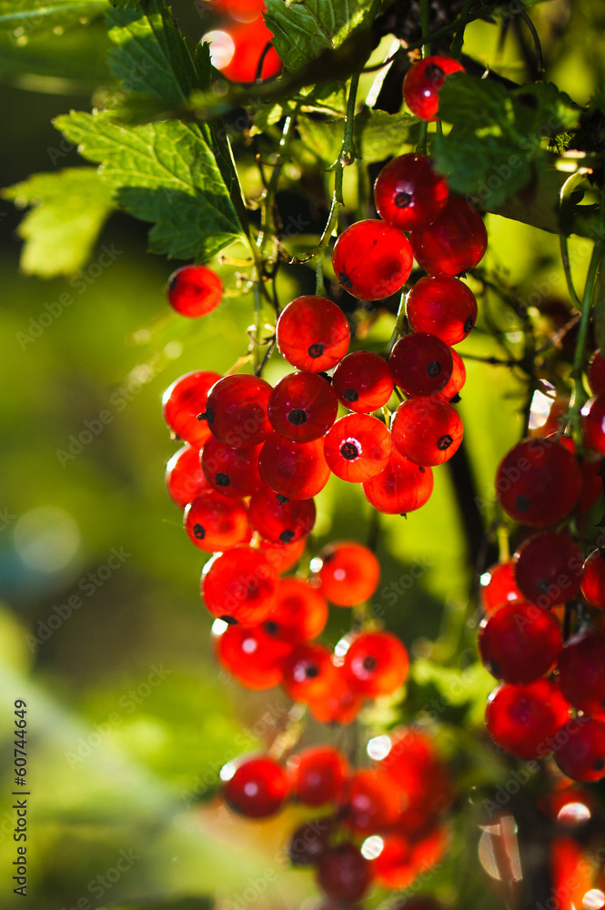 Obraz premium illuminated by sunlight redcurrant berries