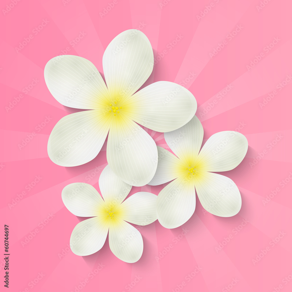 White flowers on pink background White flowers on pink background