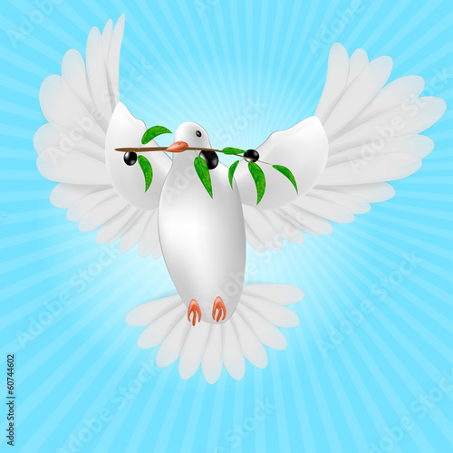 White pigeon with olive branch isolated