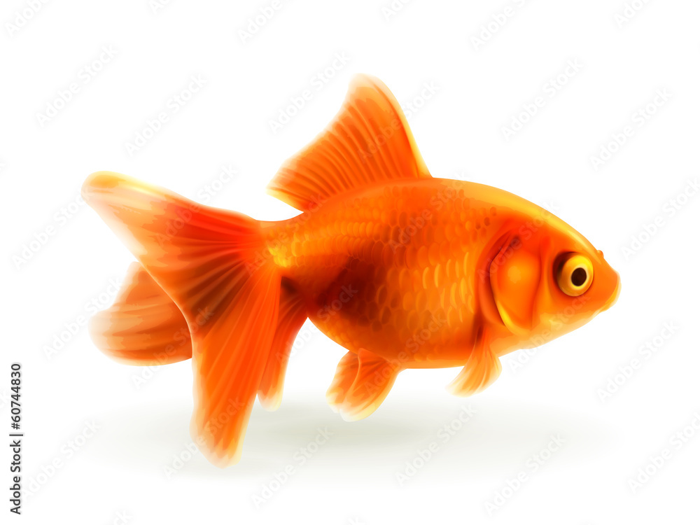 Goldfish, photorealistic vector illustration Goldfish, photorealistic vector illustration