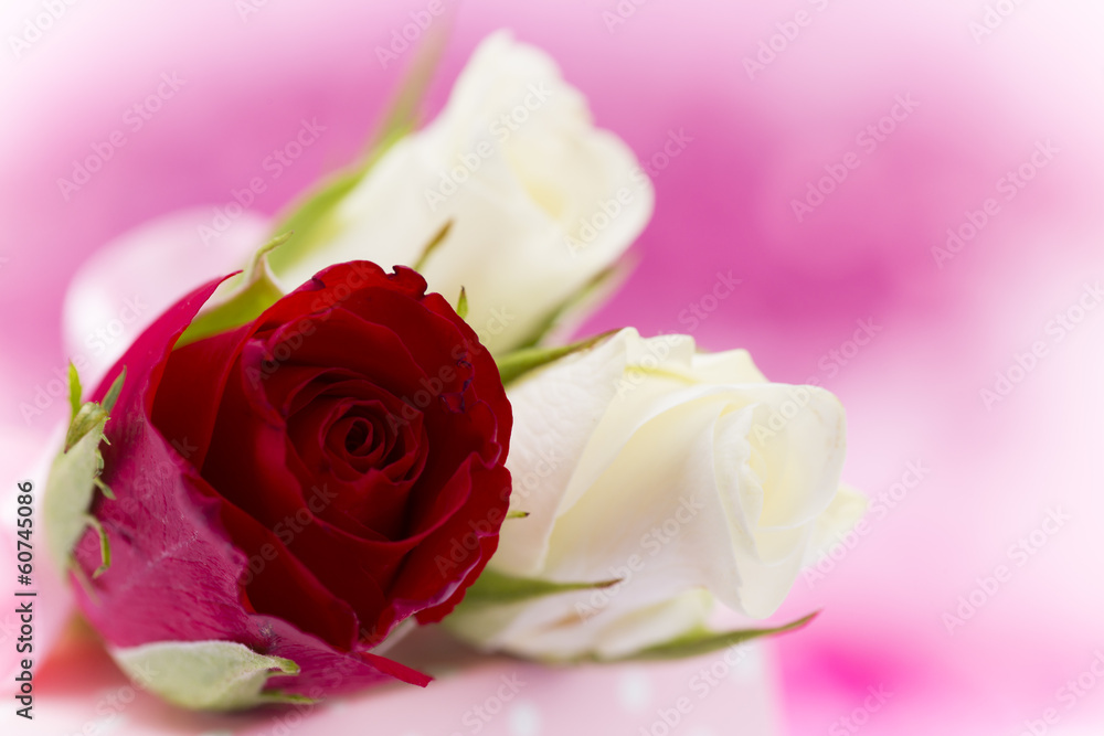 Natural red roses background Natural red roses background