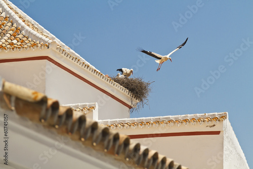 Stork jump photo