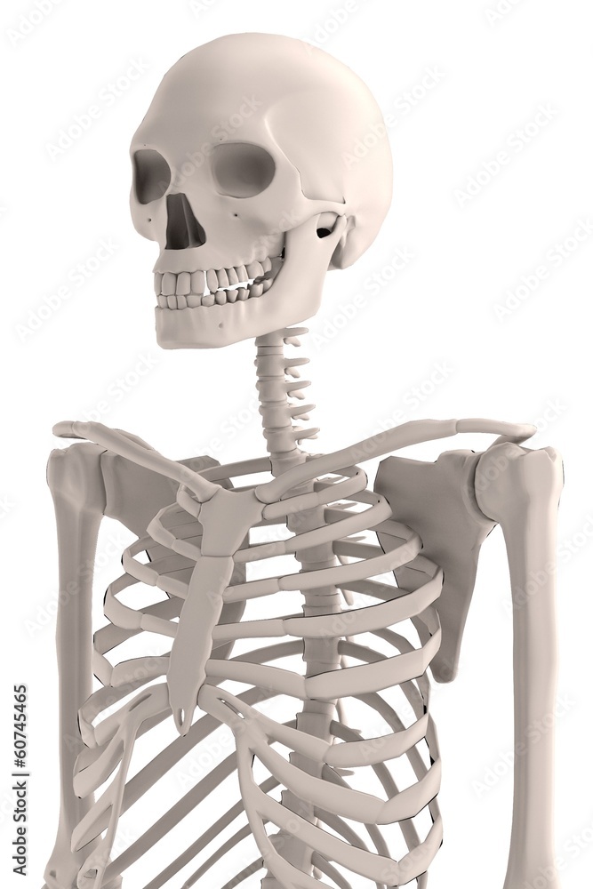 realistic 3d render of male skeleton realistic 3d render of male skeleton