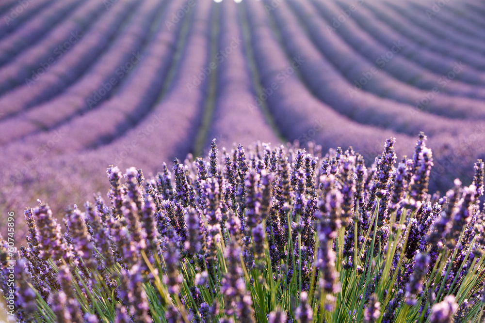 Obraz premium Lavender field during sunrise