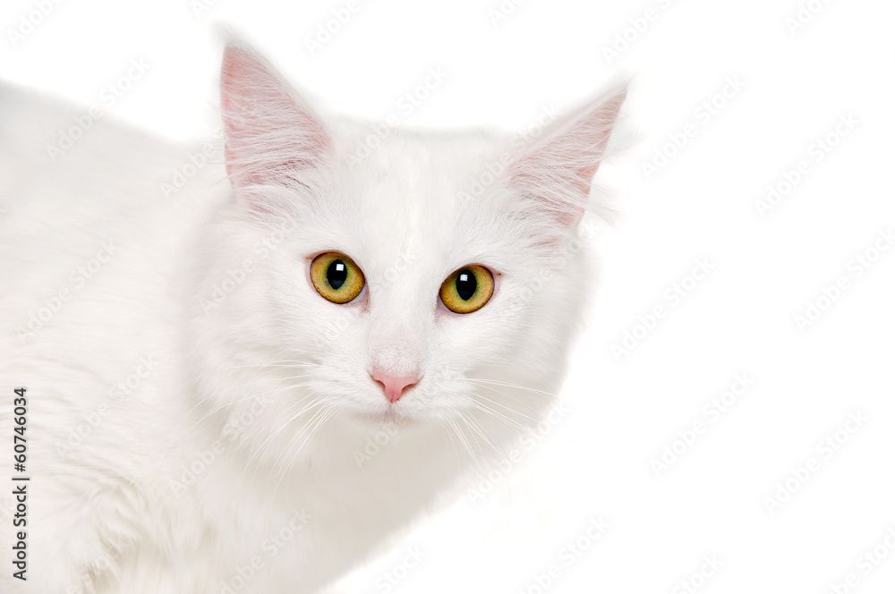 Face of a white cat on white background