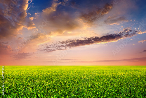 Field and sky. Agricultural landscape