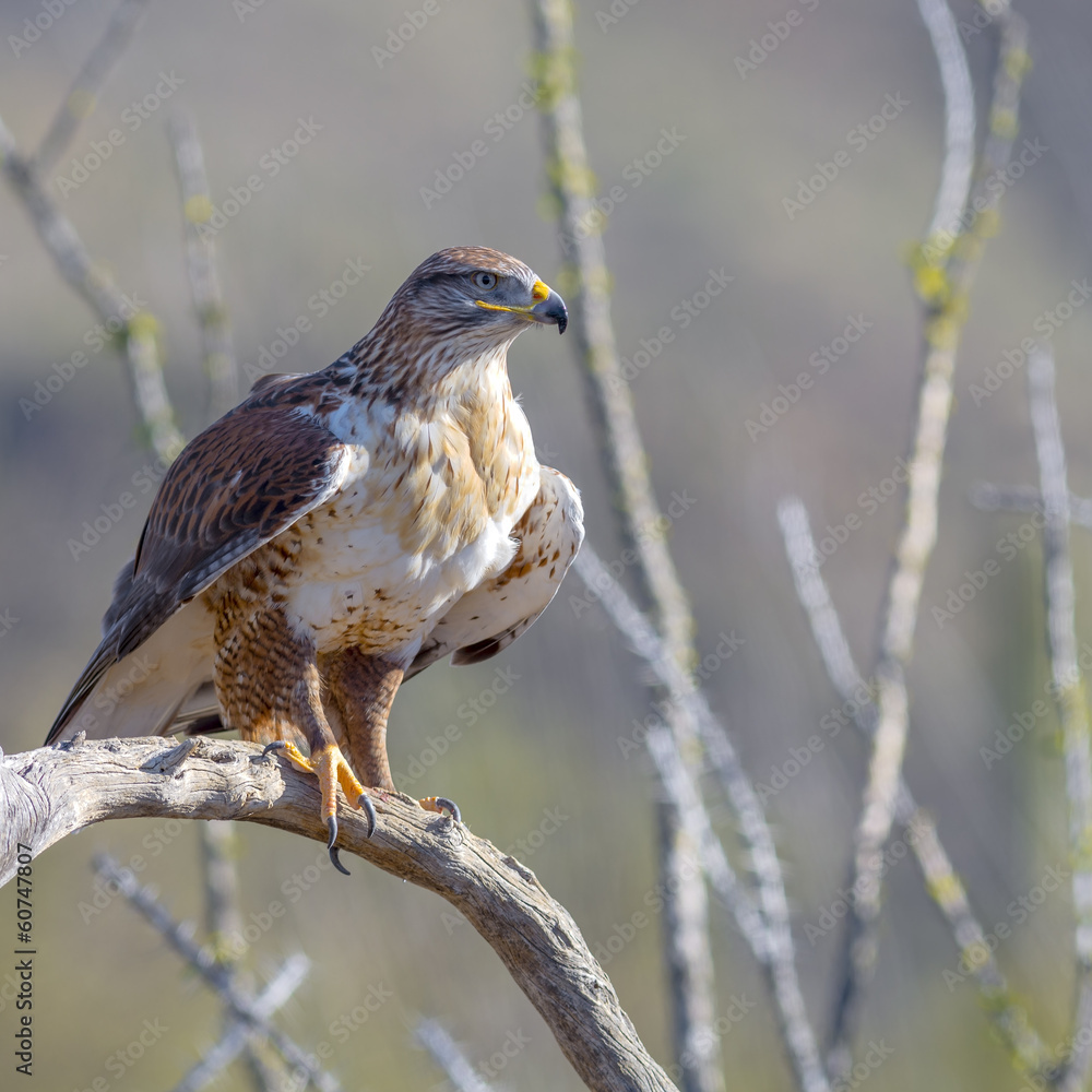 Ferruginous Hawk Ferruginous Hawk