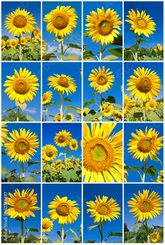 Fototapeta Naklejka Na Ścianę i Meble -  Sunflowers