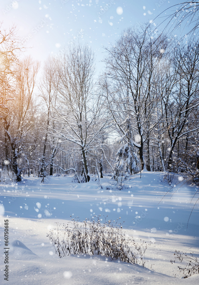 Fototapeta premium Winter forest in a frosty sunny day