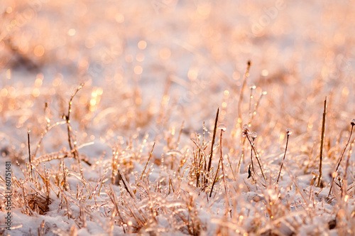 Photo plants frozen by frost at sunset