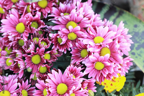 pink gerbera flowers in the garden