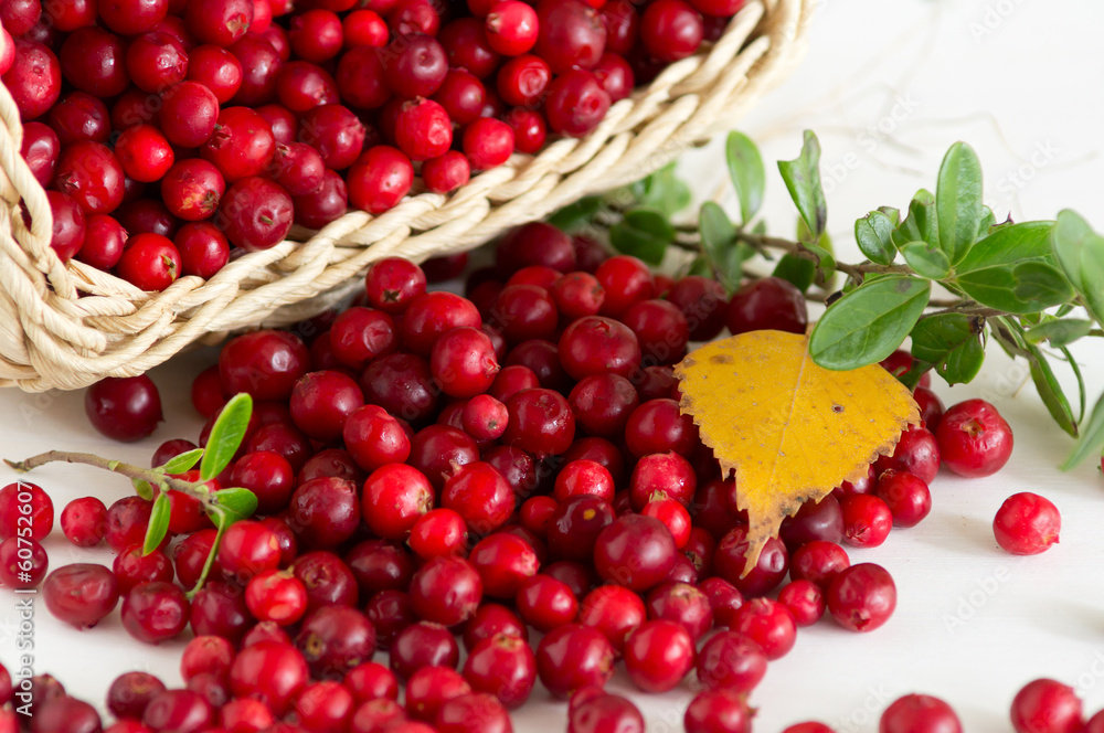 Wild red cowberry / lingonberry in wicker basket Wild red cowberry / lingonberry in wicker basket