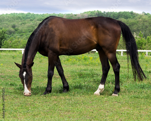 grazing horses in a meadow