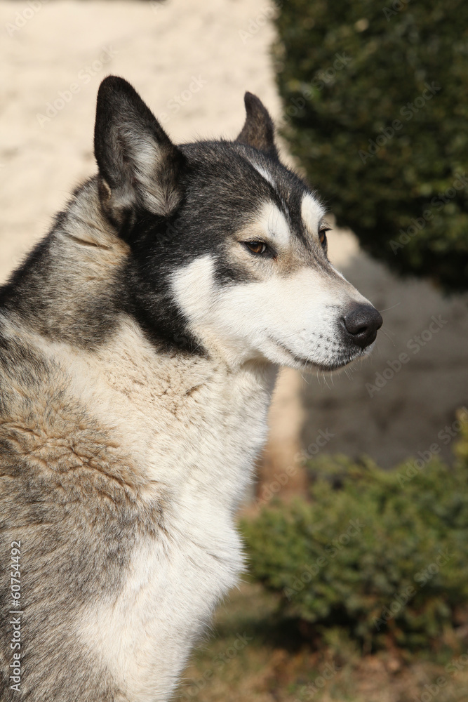 Gorgeous Alaskan Malamute in the garden Gorgeous Alaskan Malamute in the garden