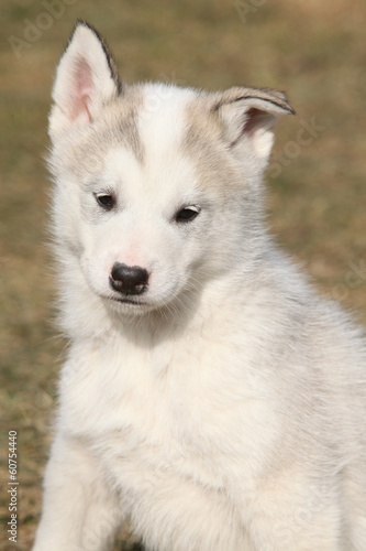 Portrait of Alaskan Malamute puppy