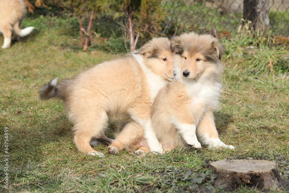 Gorgeous Scotch Collie puppies Gorgeous Scotch Collie puppies