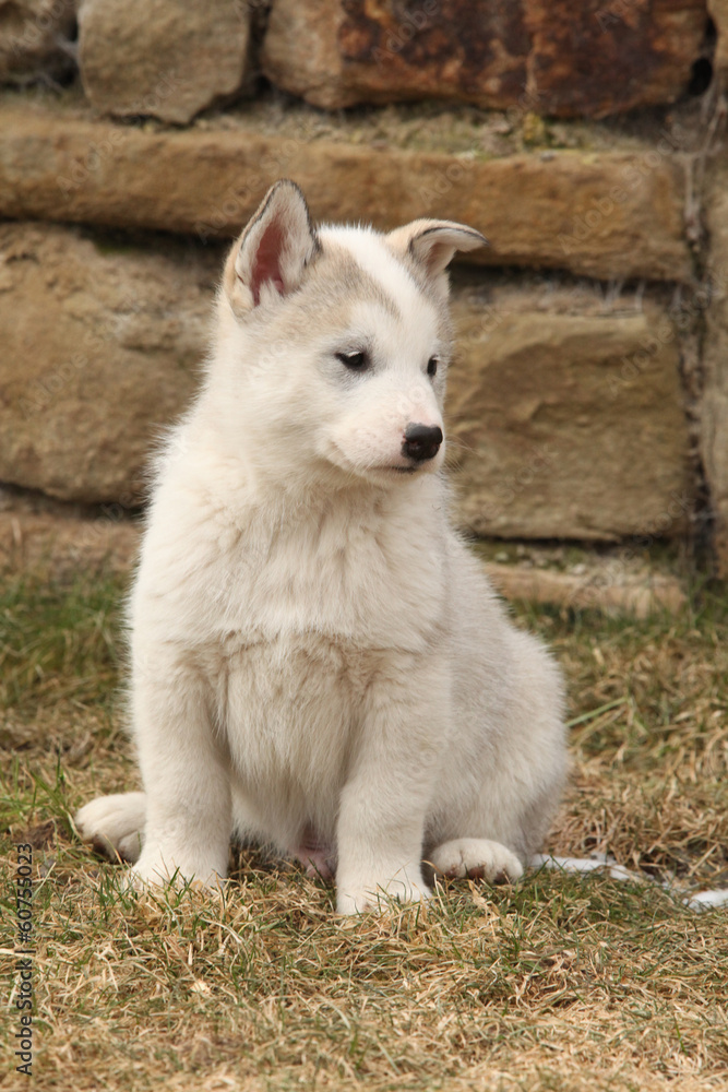 Puppy of Alaskan Malamute in spring Puppy of Alaskan Malamute in spring