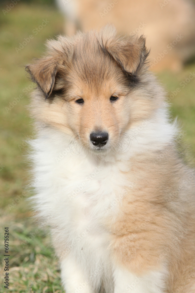 Adorable puppy of Scotch collie sitting in the garden Adorable puppy of Scotch collie sitting in the garden