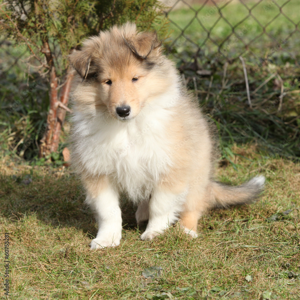 Adorable puppy of Scotch collie sitting in the garden Adorable puppy of Scotch collie sitting in the garden