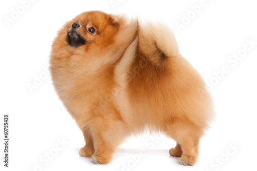 Pomeranian spitz photo
