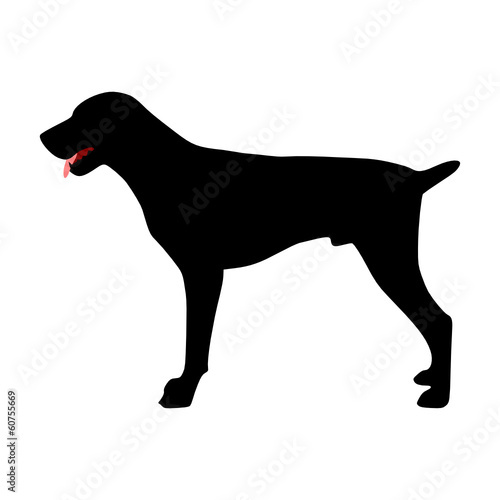 Jagdhund Deutsch Kurzhaar