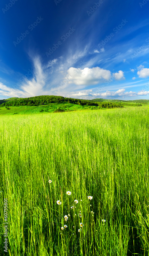 Field and sky. Agricultural landscape