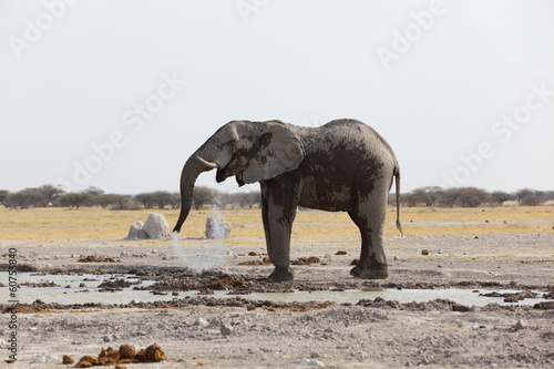 Elephant drinking water in Nxai Pan NP