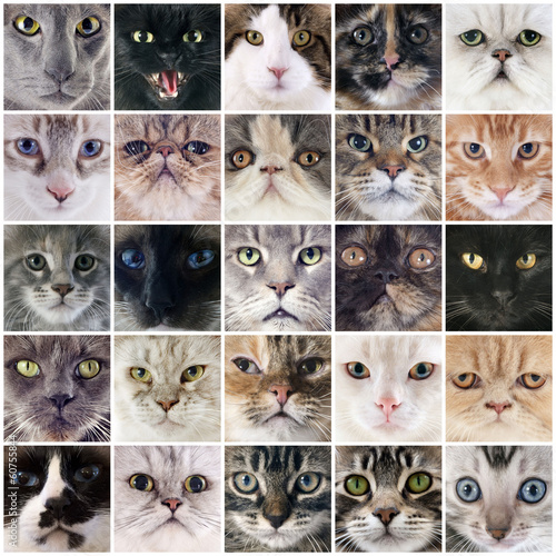 Fototapeta Naklejka Na Ścianę i Meble -  group of cats