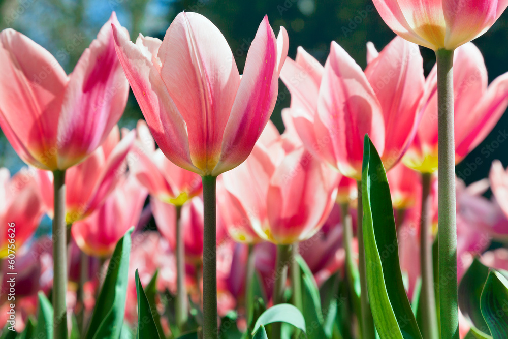 Fototapeta premium Group purple tulips.