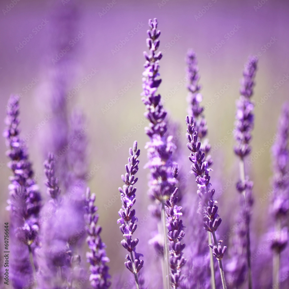 Lavender flower - obrazy, fototapety, plakaty 