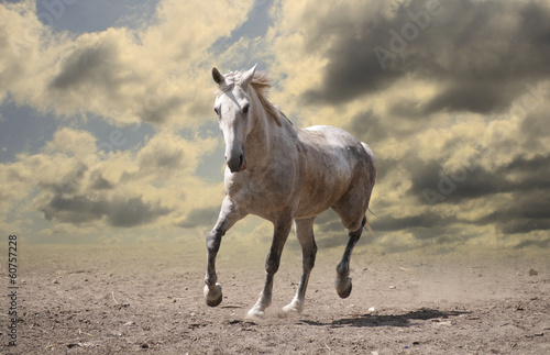 white horse runs © SashaS
