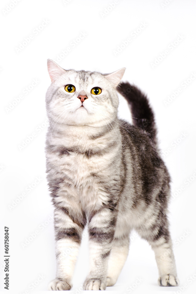 Fototapeta premium marble british cat