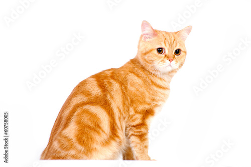 red british cat