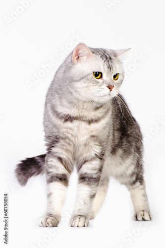 marble british cat