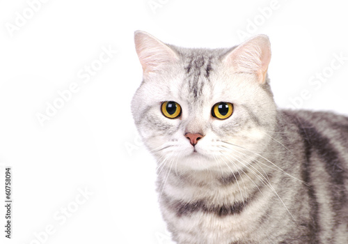 marble british cat © Milissenta