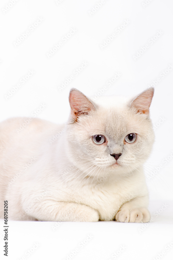 white british cat white british cat
